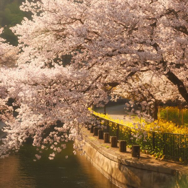 Cherry blossoms at Biwako sosui in Spring, Kyoto, Japan