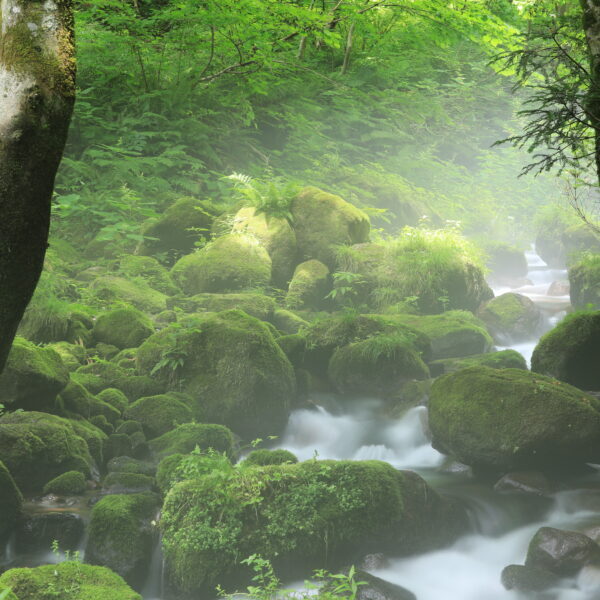 Beautiful misty mountain stream at Kitanisawa in summer, Daisen,