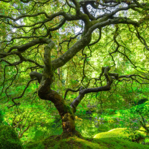 Beautiful view of the famous Japanese Maple Tree from Portland Japanese Garden