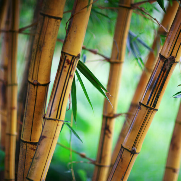 Bamboo forest background. Shallow DOF.